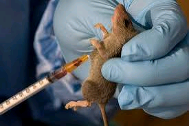 Plateau Records Lassa Fever Cases, Two Deaths Confirmed